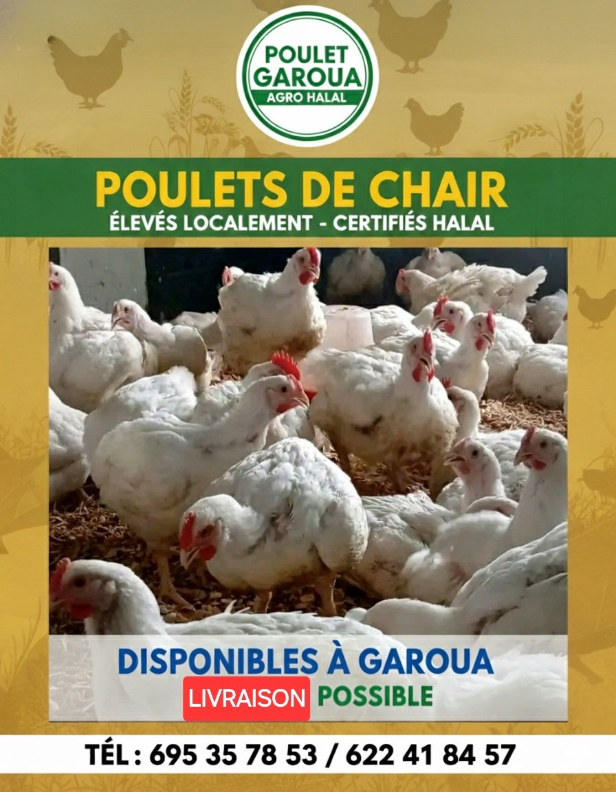 Poulet vif